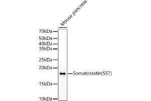 Western blot analysis of extracts of Mouse pancreas, using Somatostatin (SST) Rabbit pAb antibody (ABIN6133914, ABIN6148498, ABIN6148499 and ABIN6224956) at 1:500 dilution.