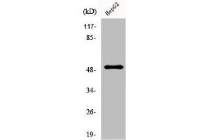 Western Blot analysis of HepG2 cells using Lad Polyclonal Antibody (SH2D2A antibody  (Internal Region))
