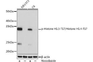 Western blot analysis of extracts of various cell lines, using Phospho-Histone H1. (Histone H1 antibody  (pThr17))