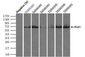 Image no. 1 for anti-Polo-Like Kinase 1 (PLK1) antibody (ABIN1500280) (PLK1 antibody)