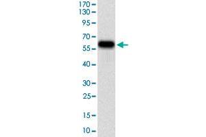 Western blot analysis of human TIE1 (AA: 385-607) recombinant protein (Expected MW is 50. (TIE1 antibody  (AA 385-607))