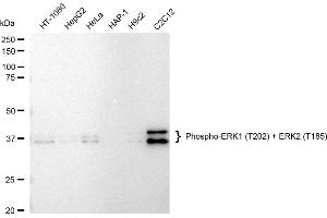 Western blotting analysis using Phospho-ERK1 (T202) + ERK2 (T185) antibody (ABIN7799451).