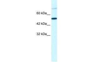 Western Blotting (WB) image for anti-T-Box 3 (TBX3) antibody (ABIN2460723) (TBX3 antibody)
