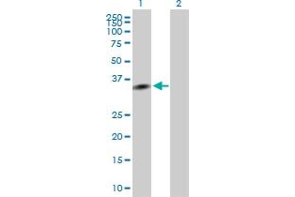 EXOSC7 antibody  (AA 1-291)