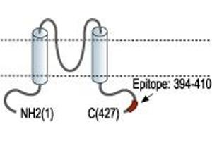 Representative domain view of the target of ABIN7885269.