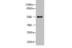 Western blot All lanes: WDR37 antibody at 7 μg/mL + HepG2 whole cell lysate Secondary Goat polyclonal to rabbit IgG at 1/10000 dilution Predicted band size: 55, 30 kDa Observed band size: 55 kDa (WDR37 antibody  (AA 1-264))