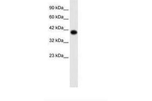 Image no. 2 for anti-Transcription Factor AP-4 (Activating Enhancer Binding Protein 4) (TFAP4) (C-Term) antibody (ABIN202276) (TFAP4 antibody  (C-Term))