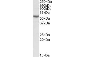 ABIN571184 (0. (ALDH3B1 antibody  (Internal Region))