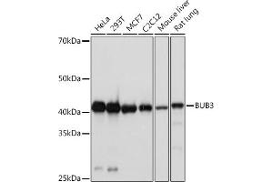 Western blot analysis of extracts of various cell lines, using BUB3 Rabbit mAb (ABIN7265960) at 1:1000 dilution.