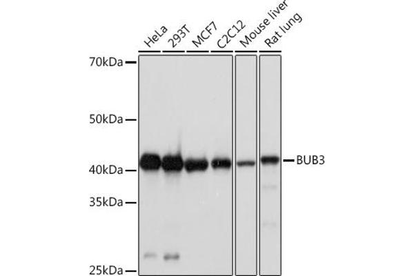 BUB3 antibody