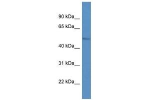 Western Blot showing LPL antibody used at a concentration of 1.
