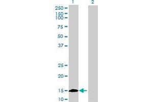 Western Blot analysis of ISCU expression in transfected 293T cell line by ISCU MaxPab polyclonal antibody. (ISCU antibody  (AA 1-142))