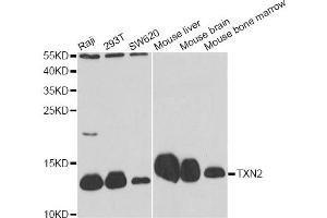 Western blot analysis of extracts of various cell lines, using TXN2 antibody (ABIN6291019) at 1:1000 dilution. (TXN2 antibody)