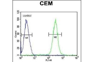 BCAN Antibody (C-term) (ABIN652096 and ABIN2840547) flow cytometric analysis of CEM cells (right histogram) compared to a negative control cell (left histogram). (BCAN antibody  (C-Term))