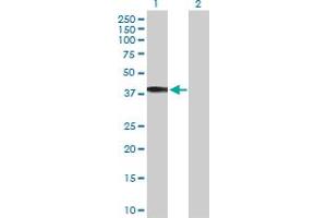 Western Blot analysis of HSD11B2 expression in transfected 293T cell line by HSD11B2 MaxPab polyclonal antibody.
