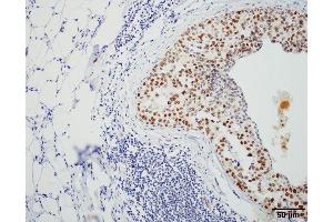 Immunohistochemistry analysis using Rat Anti-HSF1 Monoclonal Antibody, Clone 4B4 . (HSF1 antibody  (AA 425-439) (Atto 594))