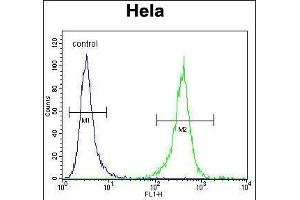 DNAJB6 Antibody (Center) (ABIN656424 and ABIN2845716) flow cytometric analysis of Hela cells (right histogram) compared to a negative control cell (left histogram). (DNAJB6 antibody  (AA 218-247))