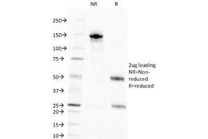 SDS-PAGE Analysis of Purified, BSA-Free Nuclear Marker Antibody (clone NM106). (Nuclear Marker antibody)