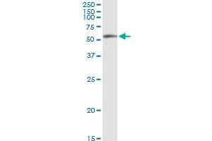 Immunoprecipitation of BBS4 transfected lysate using anti-BBS4 MaxPab rabbit polyclonal antibody and Protein A Magnetic Bead , and immunoblotted with BBS4 purified MaxPab mouse polyclonal antibody (B01P) . (BBS4 antibody  (AA 1-519))