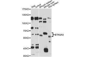 Western blot analysis of extracts of various cell lines, using BTN3A3 antibody (ABIN6292790) at 1:1000 dilution. (BTN3A3 antibody)