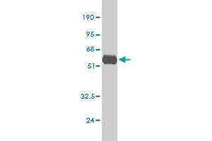 Western Blotting (WB) image for anti-Tumor Necrosis Factor alpha (TNF alpha) (AA 1-233) antibody (ABIN563205)