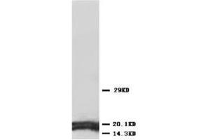 Western blot analysis of rat tissue sections (liver) lysis using ATP-5J antibody