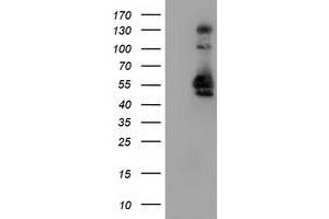 Image no. 4 for anti-Sorting Nexin 8 (SNX8) antibody (ABIN1501042) (SNX8 antibody)