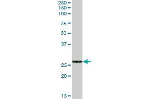 FKBP7 MaxPab polyclonal antibody. (FKBP7 antibody  (AA 1-222))