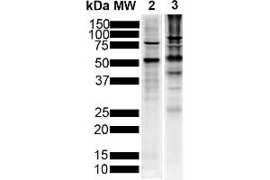 Western Blot analysis of Human Breast Cancer Cell line and Mouse Brain showing detection of Tau protein using Mouse Anti-Tau Monoclonal Antibody, Clone 1D5 (ABIN6952077). (tau antibody  (Atto 594))