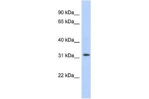 C1ORF131 antibody used at 1 ug/ml to detect target protein. (C1orf131 antibody  (Middle Region))