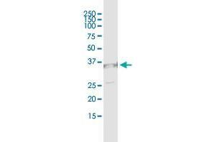 Immunoprecipitation of UNC119 transfected lysate using anti-UNC119 monoclonal antibody and Protein A Magnetic Bead , and immunoblotted with UNC119 purified MaxPab rabbit polyclonal antibody. (UNC119 antibody  (AA 1-240))