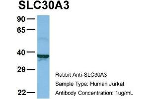 Host: Rabbit Target Name: SLC30A3 Sample Type: Jurkat Antibody Dilution: 1. (Slc30a3 antibody  (Middle Region))