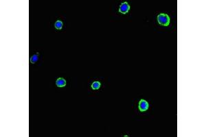 Immunofluorescent analysis of MCF-7 cells using ABIN7153920 at dilution of 1:100 and Alexa Fluor 488-congugated AffiniPure Goat Anti-Rabbit IgG(H+L) (SLC37A1 antibody  (AA 245-302))