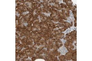 Immunohistochemical staining of human pancreas with SEL1L polyclonal antibody  shows strong cytoplasmic positivity in exocrine glandular cells at 1:10-1:20 dilution. (SEL1L antibody)