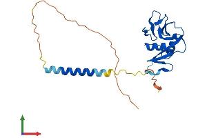 AlphaFold protein structure predicition of Mouse Recombinant Clec2i Protein, UniprotID Q9WVF9 (C-Type Lectin Domain Family 2, Member I (CLEC2I) (AA 1-217) protein (His tag))