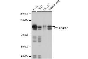 Western blot analysis of extracts of various cell lines, using Cortactin Rabbit mAb (ABIN7266511) at 1:1000 dilution. (Cortactin antibody)