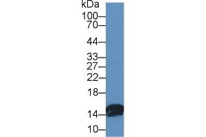 Western Blot; Sample: Bovine Small intestine lysate; Primary Ab: 1µg/ml Rabbit Anti-Bovine FABP2 Antibody Second Ab: 0. (FABP2 antibody  (AA 2-128))