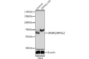 Western blot analysis of extracts from normal (control) and CRMP2/CRMP2/DPYSL2 knockout (KO) HeLa cells, using CRMP2/CRMP2/DPYSL2 antibody (ABIN7266769) at 1:3000 dilution. (DPYSL2 antibody  (AA 400-500))
