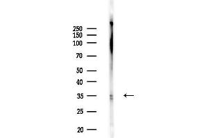 anti-serine/arginine-Rich Splicing Factor 2 (SRSF2) (Internal Region) antibody