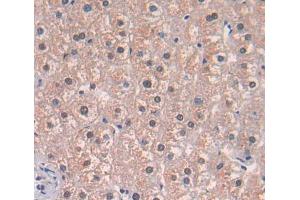 IHC-P analysis of Human Tissue, with DAB staining. (TNPO2 antibody  (AA 17-248))