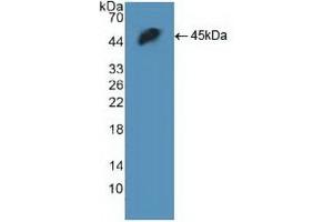 Detection of Recombinant H2AFX, Human using Polyclonal Antibody to H2A Histone Family, Member X (H2AFX) (H2AFX antibody  (AA 2-143))
