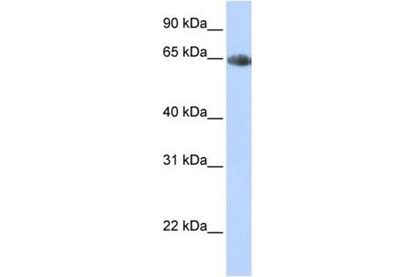 SLC6A2 antibody  (Middle Region)