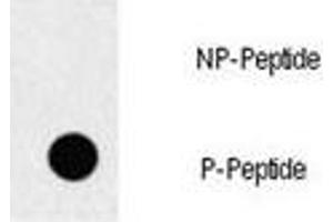 Dot blot analysis of p-EGFR antibody. (EGFR antibody  (pTyr1069))