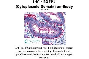 Image no. 1 for anti-Relaxin/insulin-Like Family Peptide Receptor 2 (RXFP2) (2nd Cytoplasmic Domain) antibody (ABIN1738984) (RXFP2 antibody  (2nd Cytoplasmic Domain))