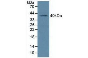 Western blot analysis of Human K562 Cells. (BMI1 antibody  (AA 152-289))