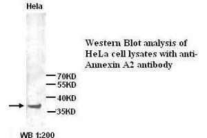 Image no. 1 for anti-Annexin A2 (ANXA2) (N-Term) antibody (ABIN1494341) (Annexin A2 antibody  (N-Term))