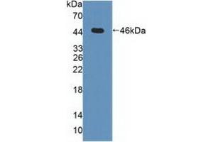 Detection of Recombinant MAPK13, Human using Polyclonal Antibody to Mitogen Activated Protein Kinase 13 (MAPK13) (MAPK13 antibody  (AA 1-365))