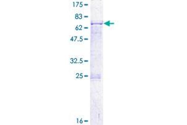 PDS5A Protein (AA 1-333) (GST tag)