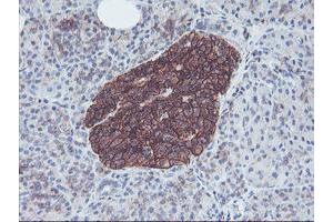 Image no. 9 for anti-Neuroplastin (NPTN) antibody (ABIN1499811)