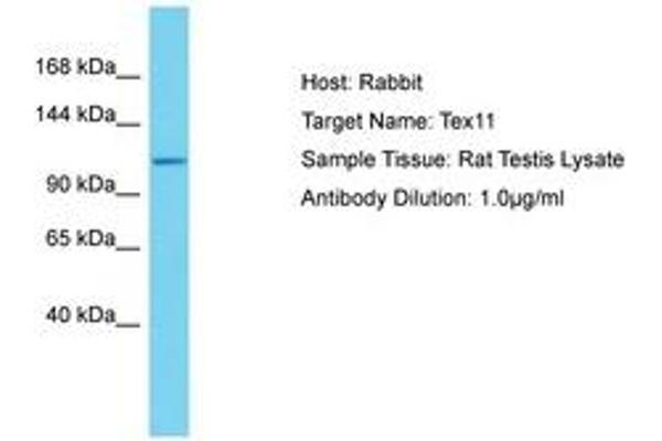 TEX11 antibody  (AA 39-88)